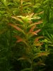 Rotala.jpg