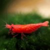 red-cherry-shrimp-500_1.jpg